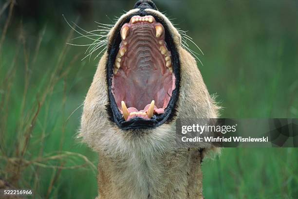 lioness yawning - lion attack 個照片及圖片檔