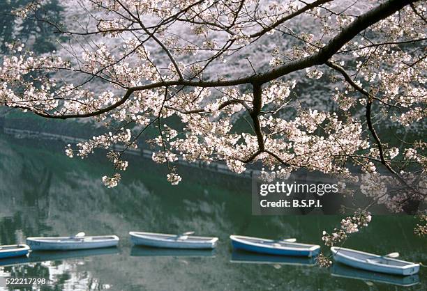 2,592 Tokyo 1999 Stock Photos, High-Res Pictures, and Images