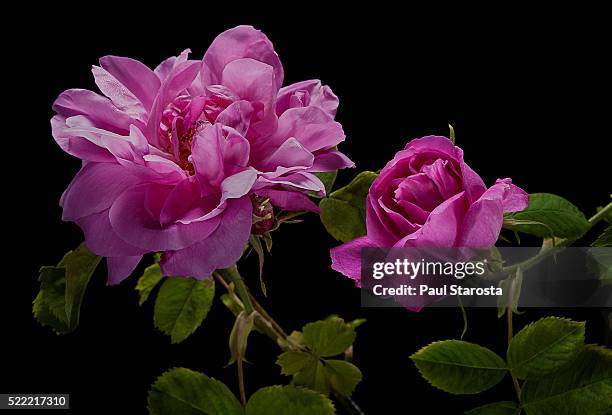 736 Lancaster Rose Stock Photos, High-Res Pictures, and Images - Getty ...