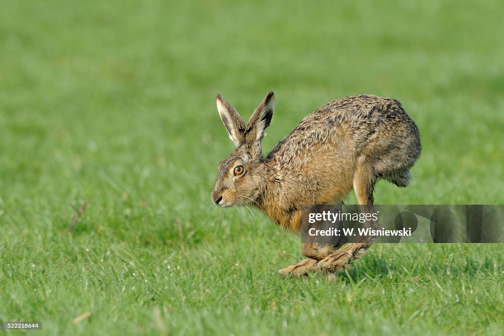 European Rabbit Hare European Hare High-Res Stock Photo - Getty Images