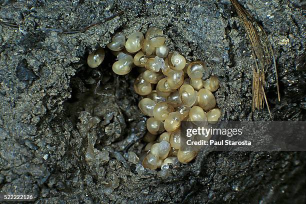 helix aspersa (brown garden snail) - newly hatched underground - garden snail 個照片及圖片檔