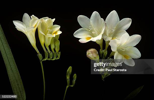 freesia alba - freesia fotografías e imágenes de stock