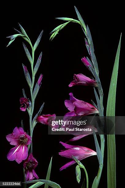 gladiolus communis subsp. byzantinus (byzantine sword-lily; corn flag, wild gladiolus) - gladiolus stock pictures, royalty-free photos & images
