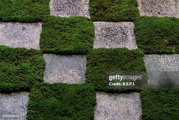 Rustic Checker Pattern 763 Checker Pattern Stock Photos, High-Res Pictures, and Images - Getty ...