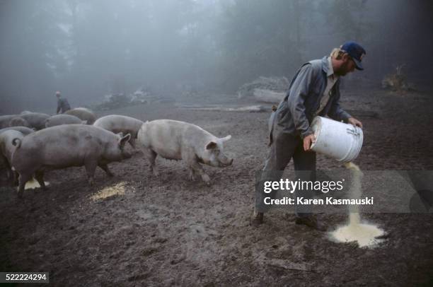 Pig Feeding Photos And Premium High Res Pictures Getty Images pig-feeding-photos-and-premium-high-res-pictures-getty-images