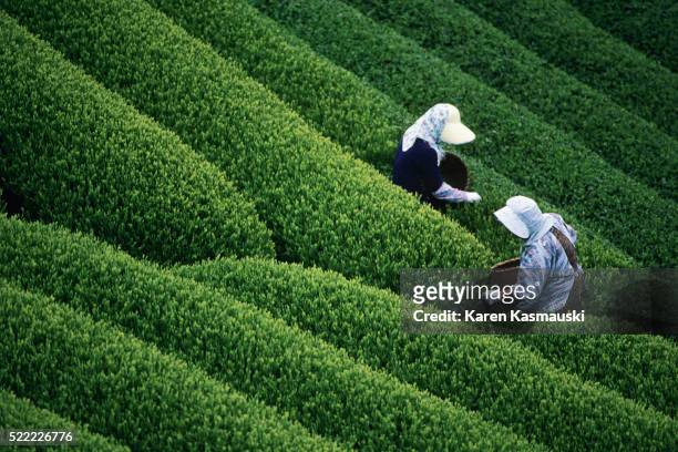 women harvesting tea in japan - agriculture industry stock pictures, royalty-free photos & images