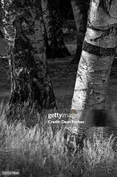 angle of light - washington park arboretum foto e immagini stock