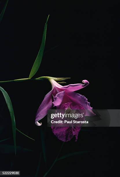 sobralia macrantha (large-flowered sobralia) - sobralia stock pictures, royalty-free photos & images