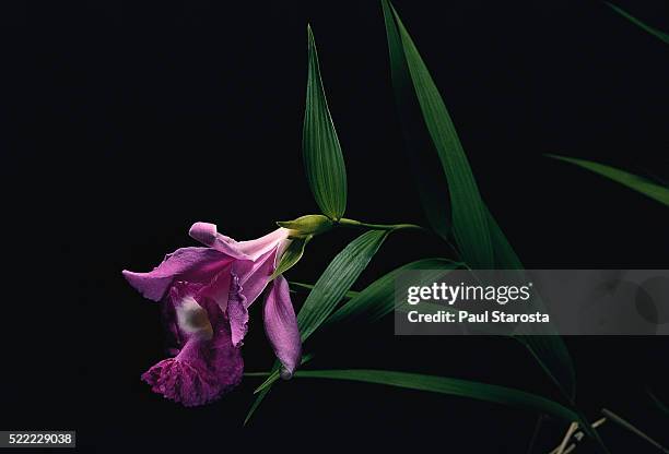 sobralia macrantha (large-flowered sobralia) - sobralia stock pictures, royalty-free photos & images