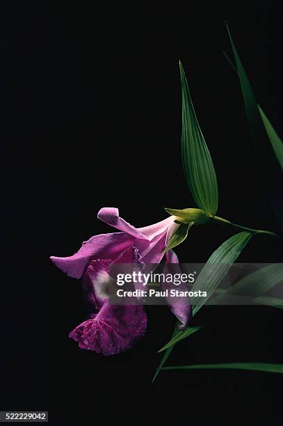 sobralia macrantha (large-flowered sobralia) - sobralia stock pictures, royalty-free photos & images