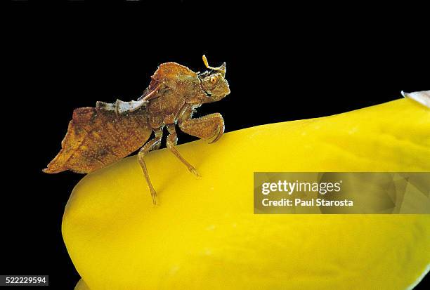 phymata crassipes (assassin bug, thread-legged bug) - bloodsucking stock pictures, royalty-free photos & images