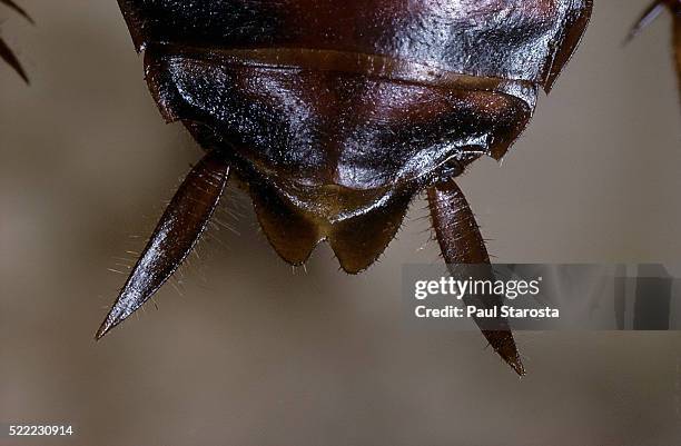 periplaneta americana (american cockroach, waterbug, palmetto bug) - cerci - american cockroach stock-fotos und bilder