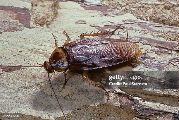 periplaneta americana (american cockroach, waterbug, palmetto bug) - american cockroach stock-fotos und bilder