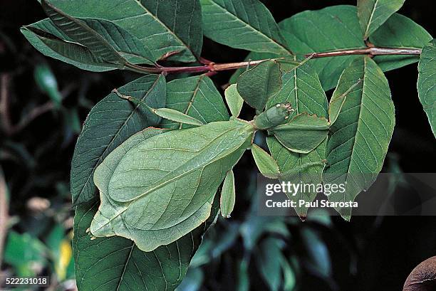 phyllium giganteum (giant malaysian leaf insect, walking leaf) - camouflage stock pictures, royalty-free photos & images