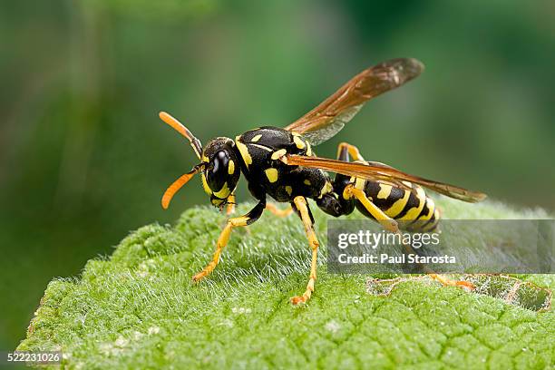 polistes dominula (european paper wasp) - polistes wasps stock pictures, royalty-free photos & images