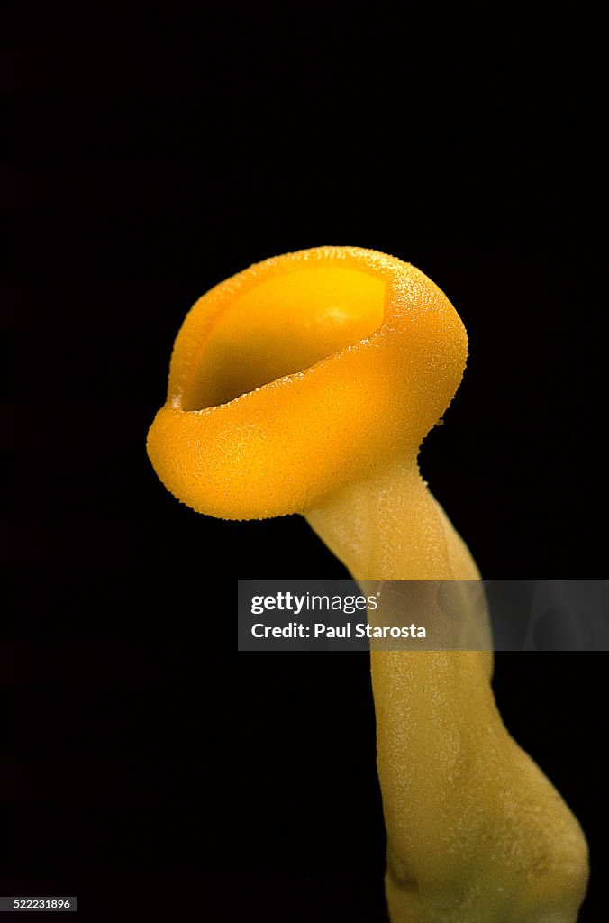 Aleuria splendens (cup fungus)