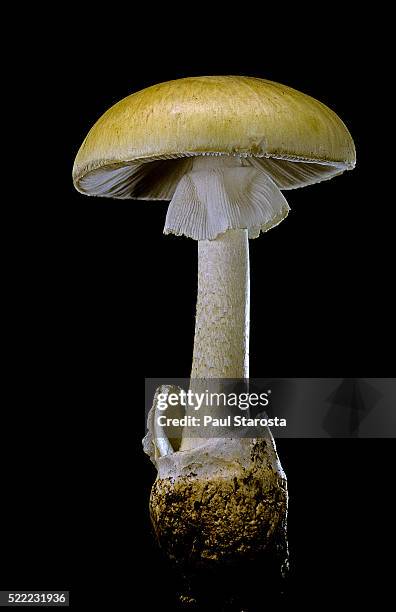 amanita phalloides (death cap) - poisonous mushroom stockfoto's en -beelden