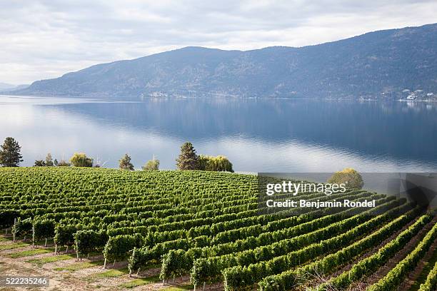 view of vineyard next to okanagan lake, british columbia, canada - okanagan valley - fotografias e filmes do acervo