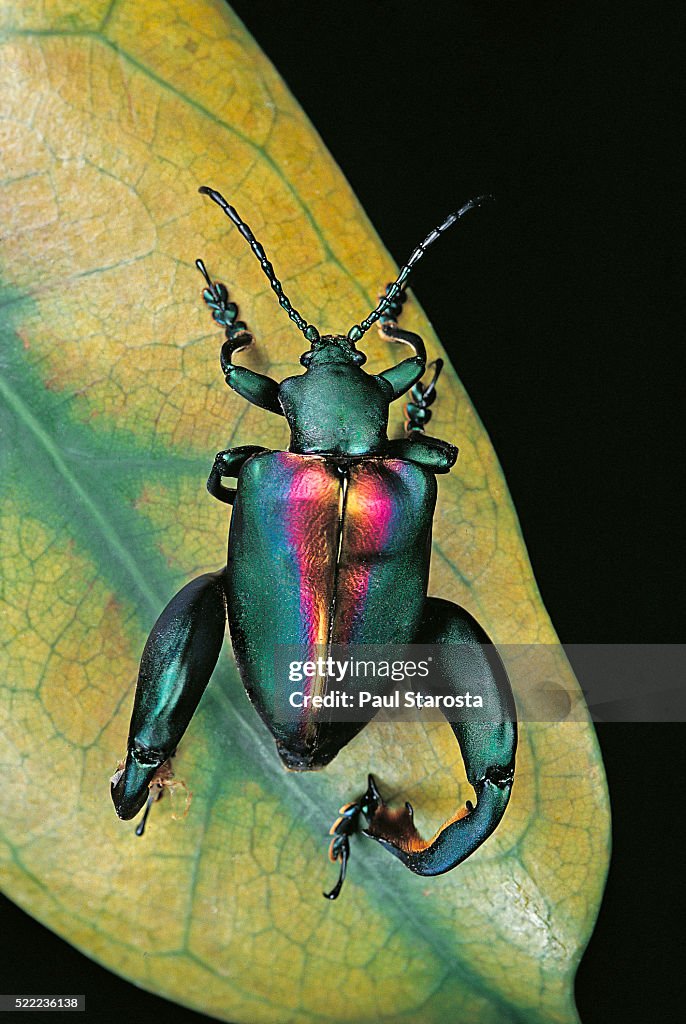 Sagra buqueti (frog-legged leaf beetle)