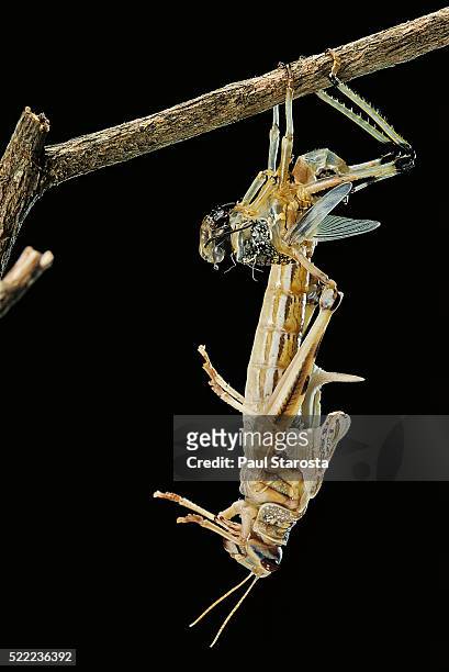 schistocerca gregaria (desert locust) - emerging - desert locust stock pictures, royalty-free photos & images
