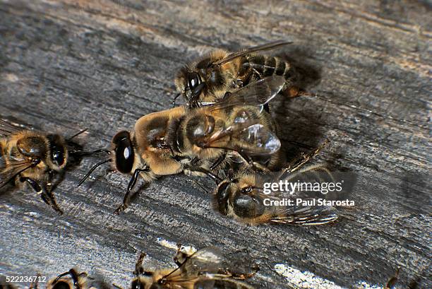 apis mellifera (honey bee) - workers driving drones out of the hive - drone bee stock pictures, royalty-free photos & images