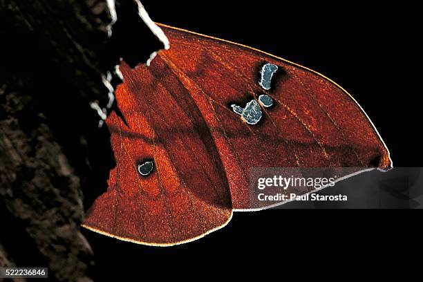 cricula andrei (cricula silkmoth)- wings detail - ocellus stock pictures, royalty-free photos & images