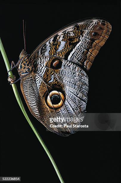 caligo idomeneus (owl butterfly) - ocellus stock pictures, royalty-free photos & images