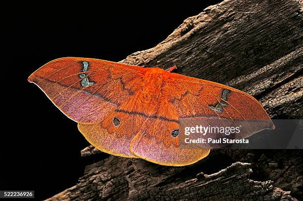 cricula andrei (cricula silkmoth)- female - ocellus stock pictures, royalty-free photos & images