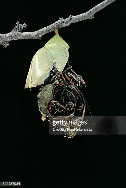 morpho peleides (blue morpho) - emerging from pupa - butterfly cacoon stock-fotos und bilder