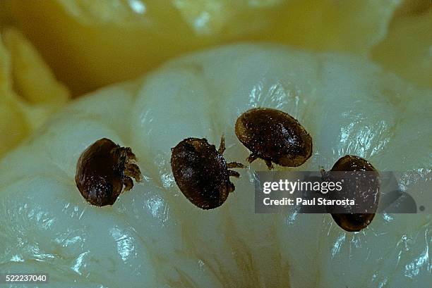 varroa mites on honey bee larva - mite stock pictures, royalty-free photos & images