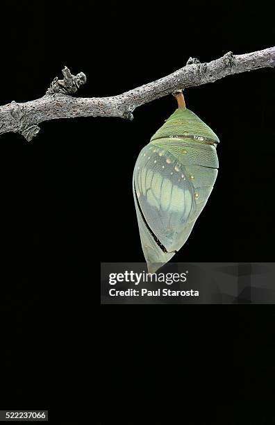 morpho peleides (blue morpho) - emerging from pupa - butterfly cacoon stock-fotos und bilder