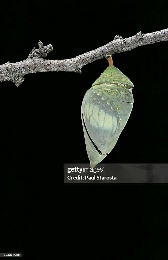 Morpho peleides (blue morpho) - emerging from pupa