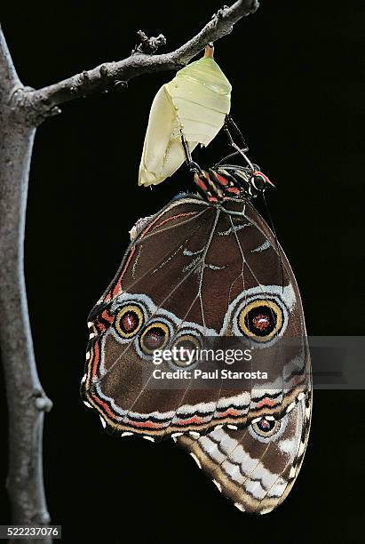 morpho peleides (blue morpho) - emerging from pupa - butterfly cacoon stock-fotos und bilder