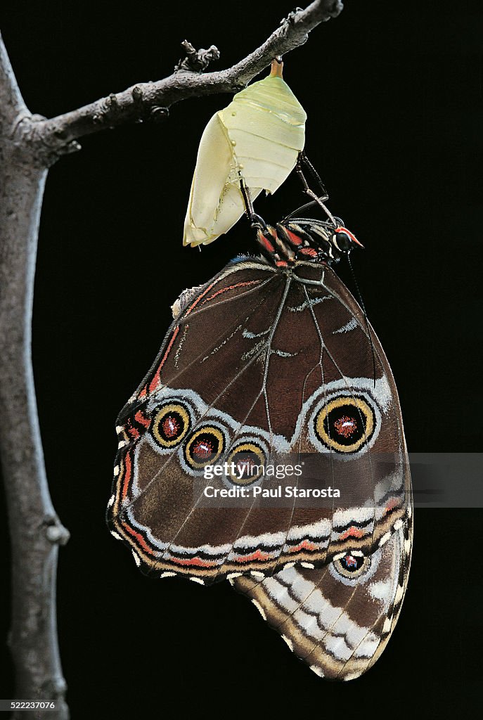 Morpho peleides (blue morpho) - emerging from pupa