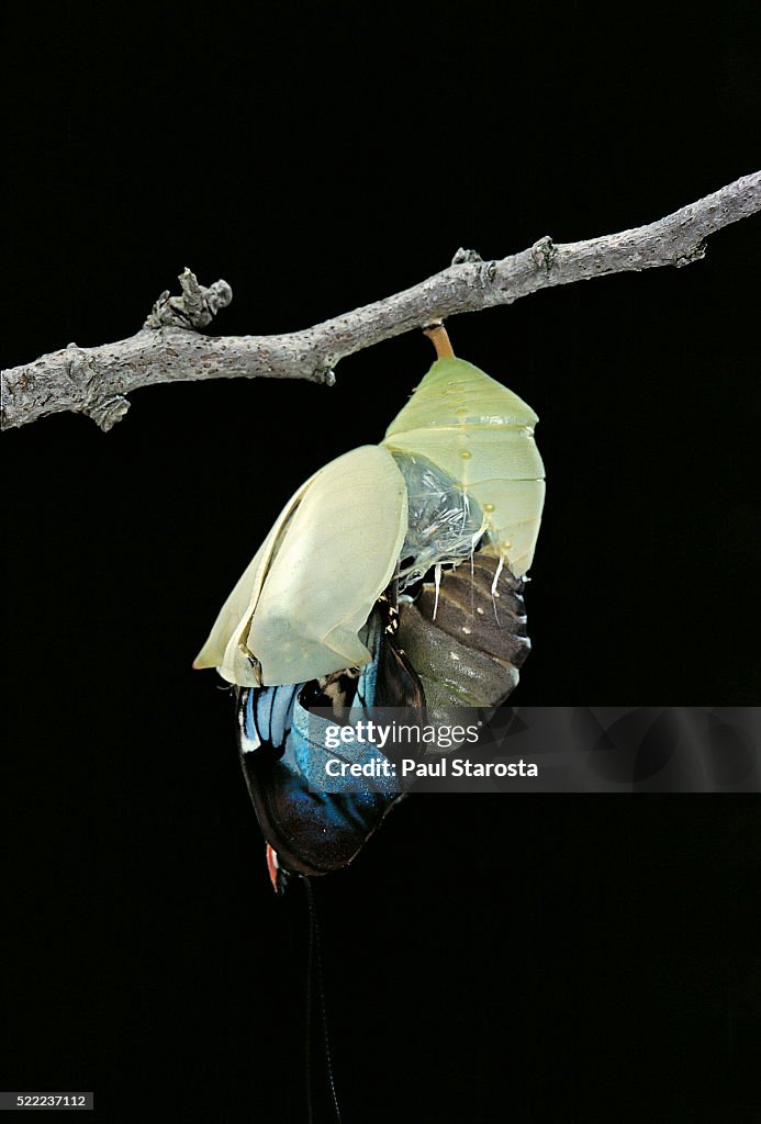 Morpho peleides (blue morpho) - emerging from pupa