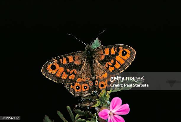 lasiommata megera (wall brown butterfly) - ocellus stock pictures, royalty-free photos & images