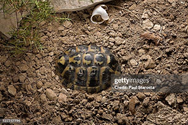 testudo hermanni (western hermann's tortoise) - burying itself to hibernate - hibernation stock pictures, royalty-free photos & images