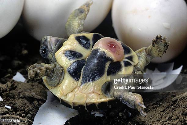 Hatching Shells 2,992 The Hatch Shell Stock Photos, High-Res Pictures, and Images ...