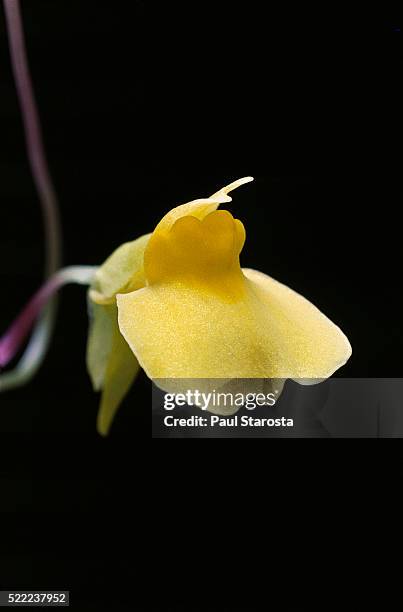 utricularia prehensilis (bladderwort) - flower - erba vescica foto e immagini stock