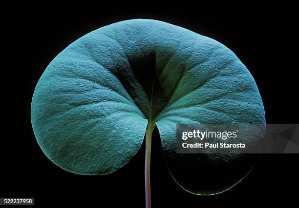 utricularia reniformis (bladderwort) - leaf - erba vescica foto e immagini stock