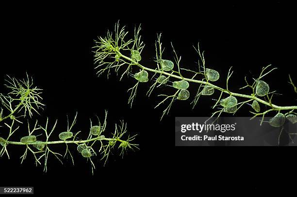 utricularia vulgaris (greater bladderwort, common bladderwort) - underwater - erba vescica foto e immagini stock