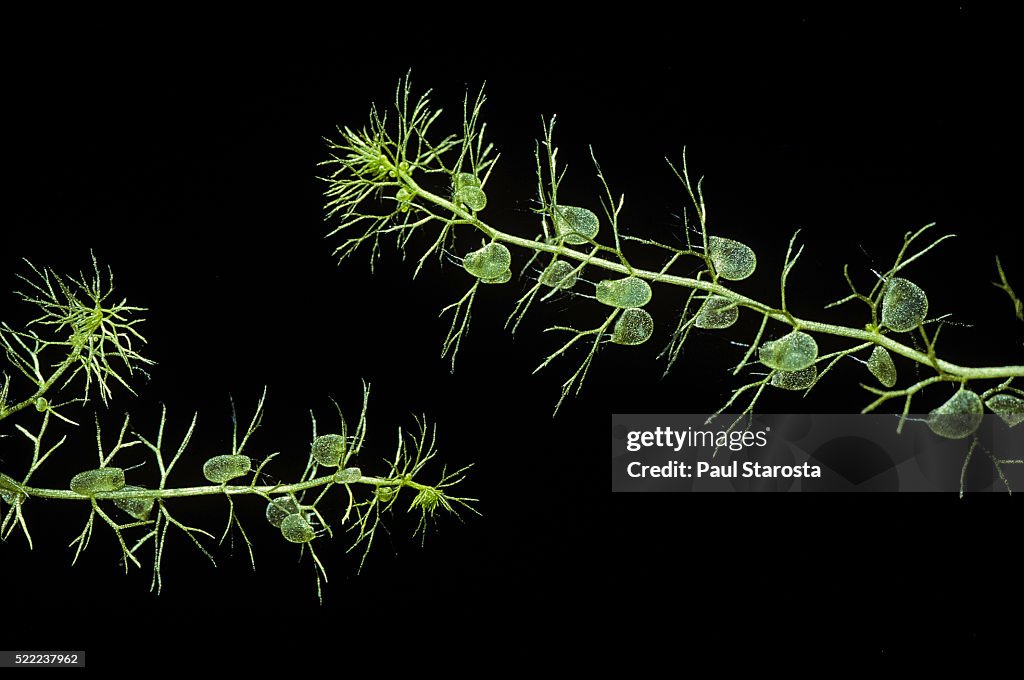 Utricularia vulgaris (greater bladderwort, common bladderwort) - underwater