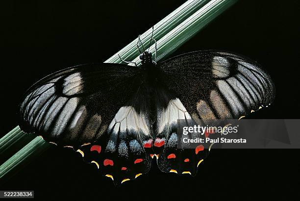 Papilio Aegeus Photos et images de collection Getty Images