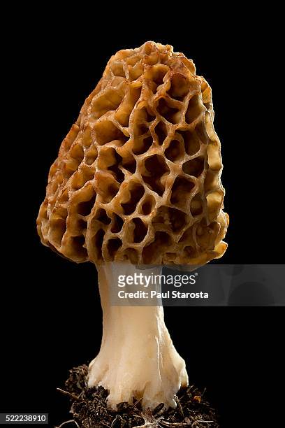 morchella esculenta (yellow morel, true morel, common morel, morel) - morel mushroom stock pictures, royalty-free photos & images