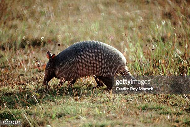 armadillo in everglades national park - armadillo 個照片及圖片檔