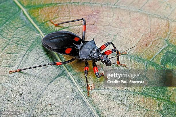 platymeris rhadamanthus (red spot assassin bug) - assassin bug stock pictures, royalty-free photos & images