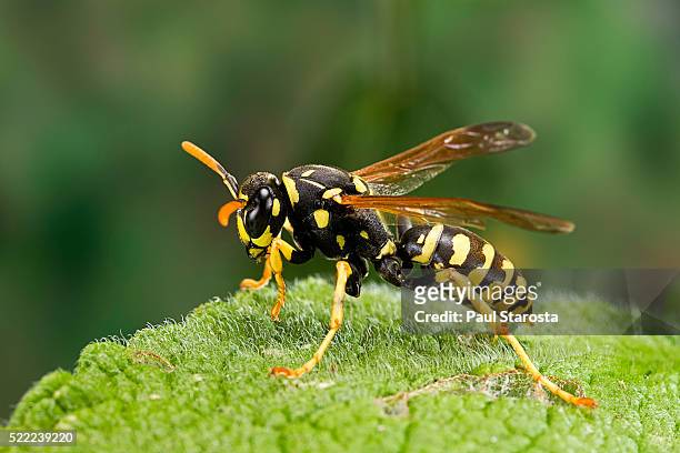 polistes dominula (european paper wasp) - wespe stock-fotos und bilder