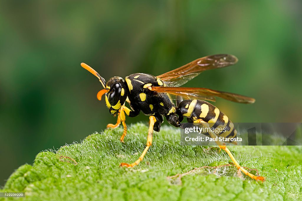 Polistes dominula (european paper wasp)