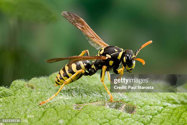 polistes dominula (european paper wasp) - polistes wasps stock pictures, royalty-free photos & images