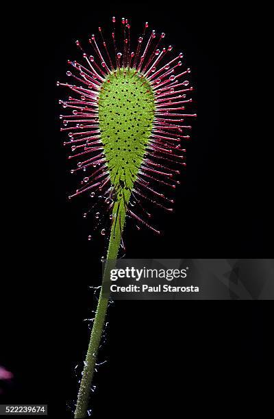 drosera x obovata (paddle-leaved sundew, obovateleaf sundew) - rocío del sol fotografías e imágenes de stock